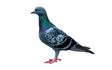 The full side of the pigeon is standing in PNG.