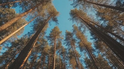 Tall trees reaching upward towards a clear blue sky