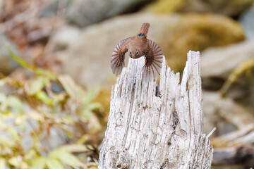 小さい体で大きな声で必死にさえずる可愛いミソサザイ（ミソサザイ科）
英名学名：Eurasian Wren (Troglodytes troglodytes)
新緑が美しい。
神奈川県清川村、早戸川林道-2025年
