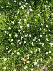 Lawn with green grass and white small flowers as a background.