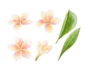 Tropical flowers of Plumeria with bud and leaves watercolor illustration set isolated on white. Brazil summer frangipani plant. Botanical clip art in pastel pink orange and yellow for fragrant design