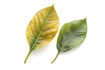 Fototapeta premium avocado leaves isolated on white background