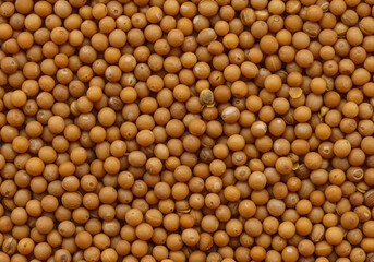 Fototapeta premium Detailed Macro Photo Of Mustard Seeds With Yellow And Brown Tones For Food Texture