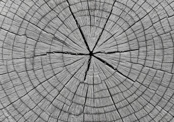 Fototapeta premium Detailed Monochrome Wood Texture with Visible Rings and Cracks