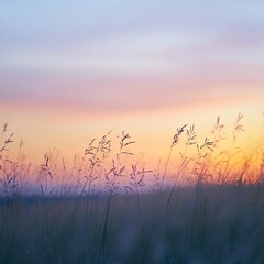 Obraz premium Grass field at sunset. Soft, pastel colors in sky. Peaceful, serene landscape