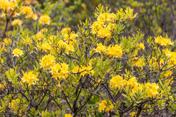 Yellow azalea shrub blooming in spring forest