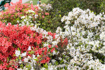 White and coral azalea bushes in spring garden