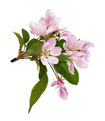 Claster of pink flowers, buds and green leaves of Malus floribunda (profusely flowering apple) isolated on white or transparent background