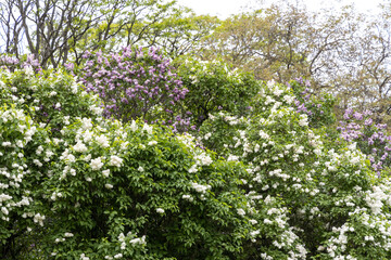 White and purple lilac bushes flowering in spring garden