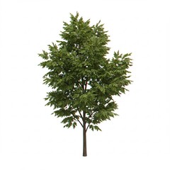 Obraz premium 緑葉の木 爽やか緑 鮮明描写