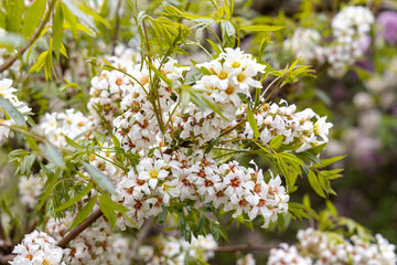 White cherry blossom clusters in spring garden close up