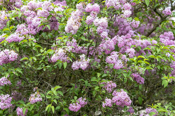 Obraz premium Lilac blossoms on flowering shrub in spring garden