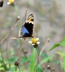 A beautiful black and purple butterfly landed on a flower