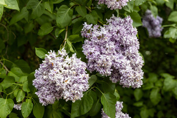Blooming lilac clusters in spring garden closeup