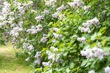 Blooming lilac shrub in spring garden daylight