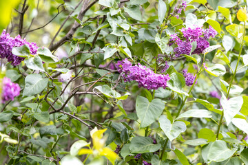 Purple lilac blossoms on green bush in spring garden