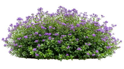 A medium-sized bush with small purple flowers blooming, isolated on Transparent background