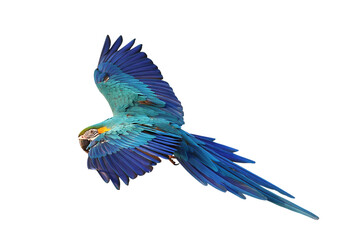 Colorful flying Blue and Gold Macaw parrot isolated on transparent background png file	