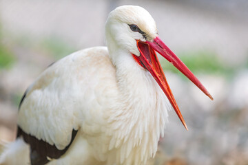 Storch - Detail - Kopf - Schnabel - klappert