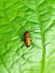 soldier beetle perched on a leaf