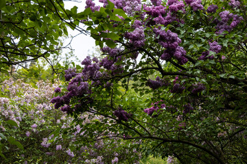 Arching lilac branches blooming in lush spring garden