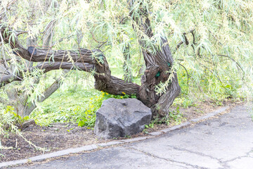Twisted willow trunk and boulder beside park pathway