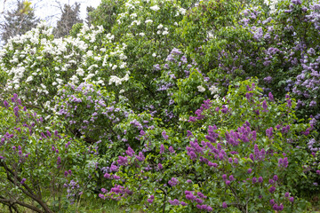 Fototapeta premium Vibrant lilac bushes blooming in lush spring garden