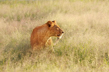 lioness in the grass