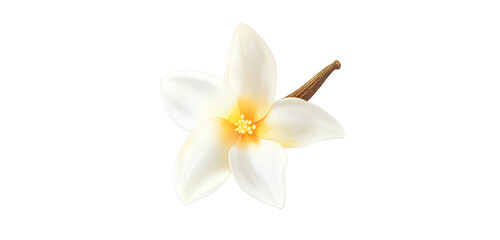 Naklejka premium vanilla flower and vanilla bean, transparent background, png file with white backgrou