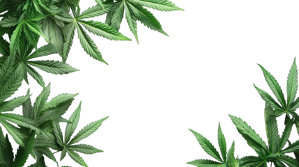 Hemp leaves frame, dark background, nature, design