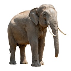 Obraz premium Full body portrait of an elephant standing still isolated on white background