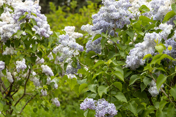 Spring lilac bushes blooming in lush garden