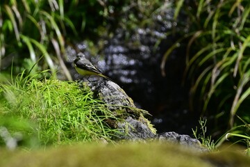 新緑の朝の風景
