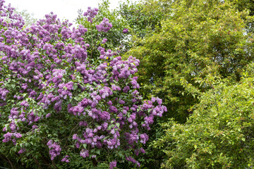 Obraz premium Blooming lilac bush in lush spring garden