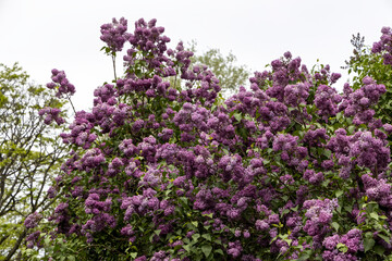 Obraz premium Blooming lilac bush in spring garden under cloudy sky