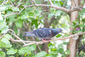 Rock pigeon perched on leafy tree branch in summer forest