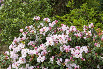 Fototapeta premium Blooming pink rhododendron shrub in spring garden daylight
