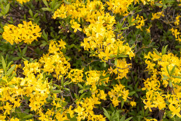 Obraz premium Top view of blooming yellow azalea shrub in spring