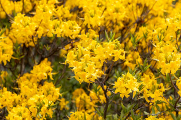 Vibrant yellow azalea blossoms in spring garden