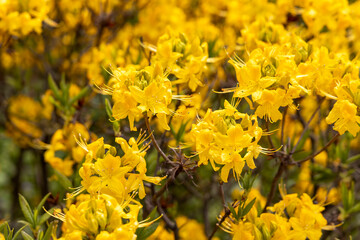 Close up yellow azalea flowers blooming in spring garden