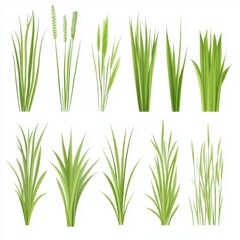 Obraz premium Collection of ten different clumps of green grass isolated on a white plain background