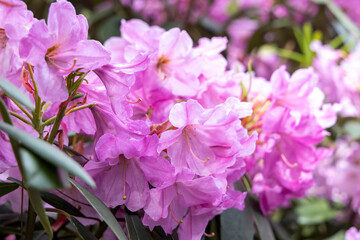 Fototapeta premium Closeup of blooming pink rhododendron flowers in spring garden