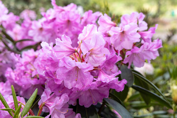 Close up of blooming pink rhododendron flowers in spring garden