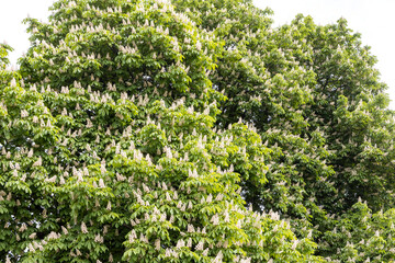 Blooming horse chestnut tree canopy in spring daylight