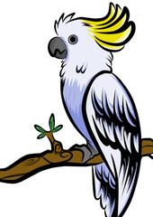 The Ilustration of a Parrot 
