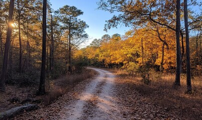 Obraz premium serene autumn trail where golden leaves fall gently, and sunlight filters through the canopy creating a warm glow, Generative AI