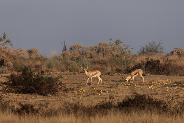 Deer grazing in the Cholistan desert, Punjab, Pakistan