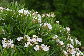 La laurier-rose