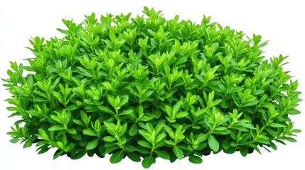 Obraz premium Lush green bush cluster