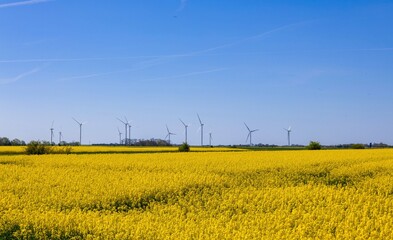 Rapeseed Field with Wind Turbines under Blue Sky &ndash; Renewable Energy and Sustainable Agriculture Concept